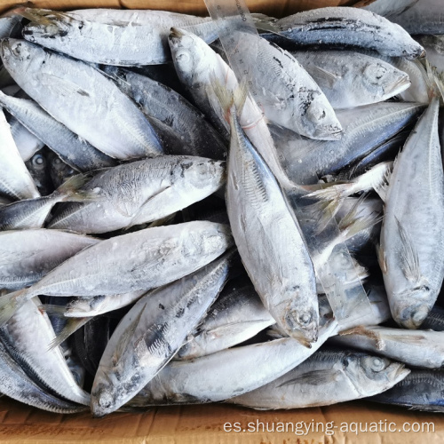 Frozen Horse Mackerel Fish Sea Sear